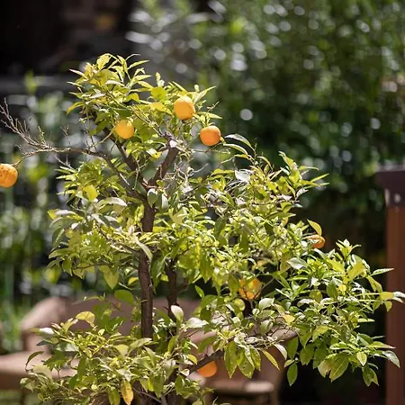 Borgo Di Calmasino *