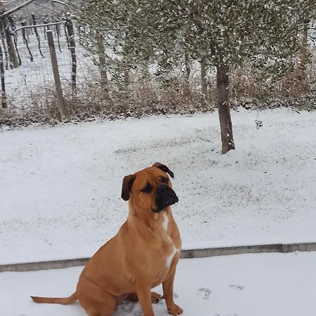 Alloggio per agriturismo Borgo Di Calmasino Bardolino